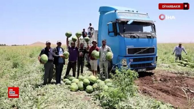 diyarbakir-karpuzunda-hasat-devam-ediyor-qas9fD9E.jpg